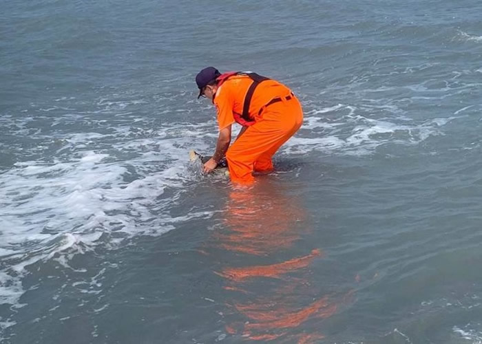 台湾彰化县王功海滩一级保育类绿海龟被困 海巡人员助重回大海