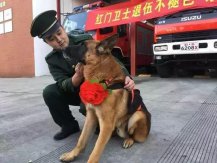 曾勇救15名幸存者 汶川地震最后1只搜救犬“沈虎”去世