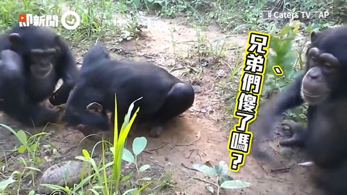 几内亚黑猩猩见乌龟尝试摸龟头 胆小同伴：不要乱摸啦