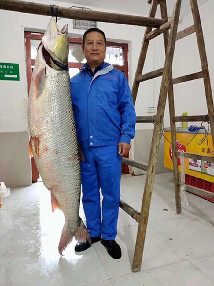 湖北丹江口水库渔民捕获52.2公斤重巨型鱤鱼 长1.7米