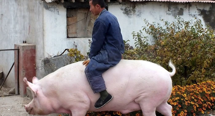 江苏省农业科学院畜牧研究所任守文研究员：养巨型猪仅能带来短期效益 违反正常规律