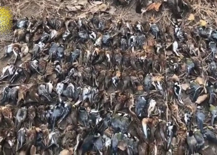 黑龙江哈尔滨市通河县城西村村民张大网捕逾百只鸟类 义工解救52只活鸟