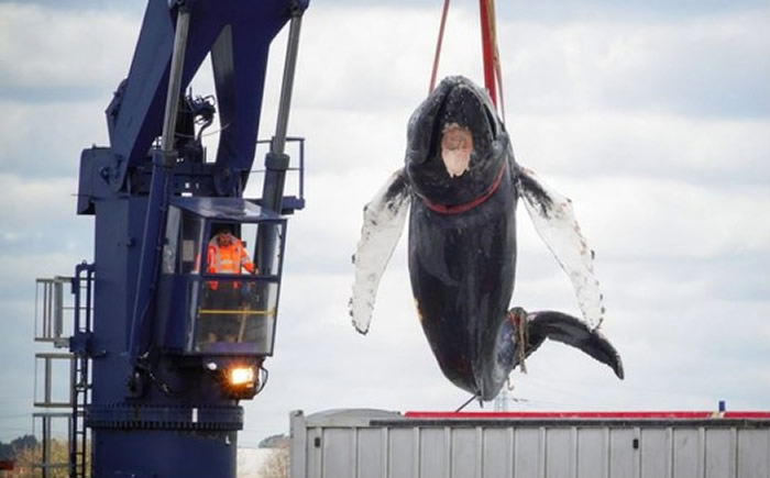 英国泰晤士河惊现母座头鲸 2天后遭船只撞击死亡