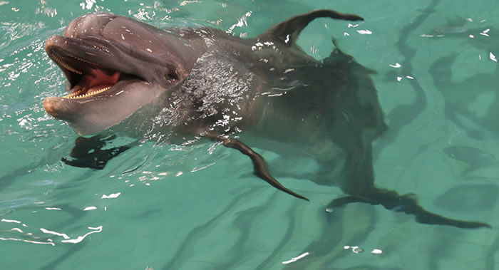 美国乔治城大学科学家宣布波托马克河下游和切萨皮克湾的宽吻海豚数量突破一千头