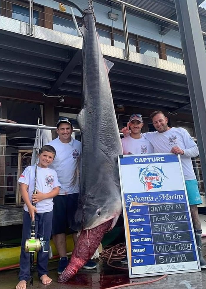 澳洲8岁男童Jayden Maillauro捕获314公斤虎鲨 打破捕捉最大型海洋生物纪录