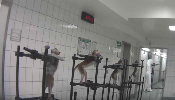 德国汉堡近郊的LPT实验室被爆涉嫌虐待动物 猴子被绑住脖子和手脚接受实验
