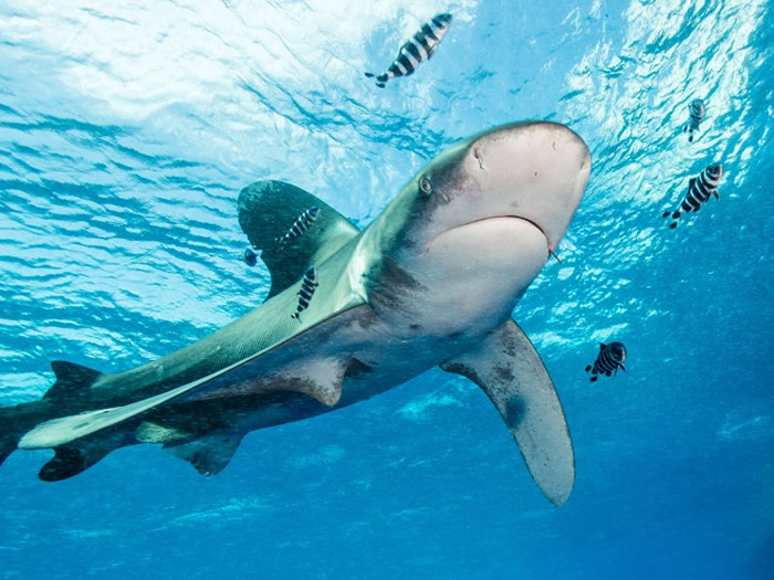 法国女游客在大溪地近岸畅泳遭深海“远洋白鳍鲨”袭击咬断双臂