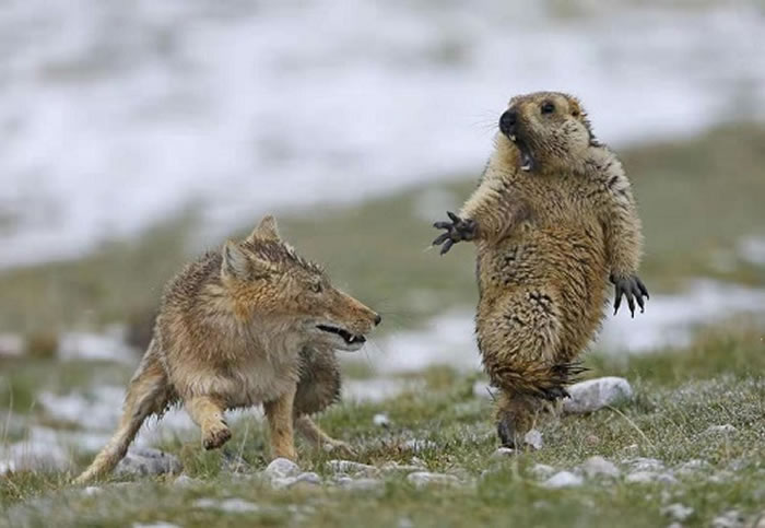 鲍永清拍下土拨鼠被狐狸吓到的精彩照片《生死对决》获2019年野生动物摄影比赛冠军