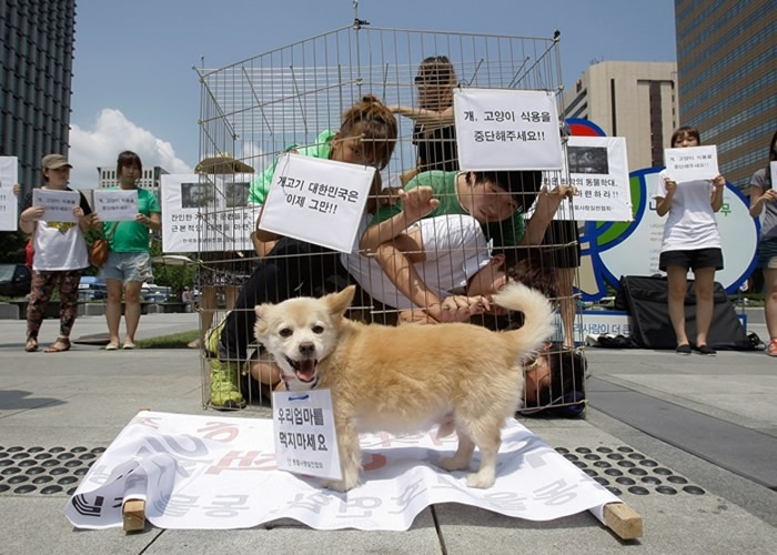 韩国首尔市内硕果仅存的最后3间屠狗场将于本月停业 将全面停止宰狗行为