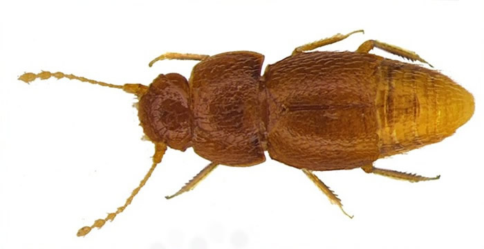 甲虫触须跟通贝里的长辫相似。