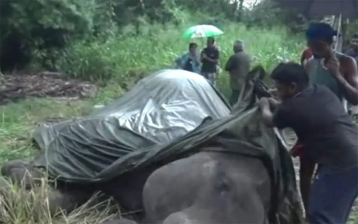 斯里兰卡大象让旅客骑乘游览导致过劳死 被迫铐上锁链防逃跑
