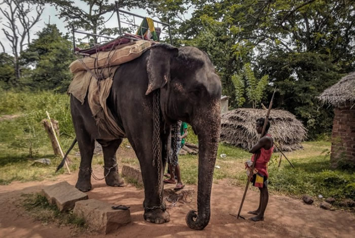 斯里兰卡大象让旅客骑乘游览导致过劳死 被迫铐上锁链防逃跑