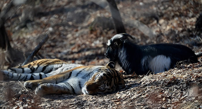 俄罗斯滨海边疆区野生动物园与老虎“阿穆尔”结下传奇友谊的山羊“铁木尔”去世
