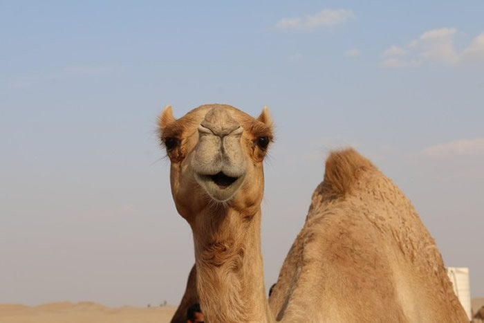 为什么在沙漠中看到死掉的骆驼要赶紧离开？