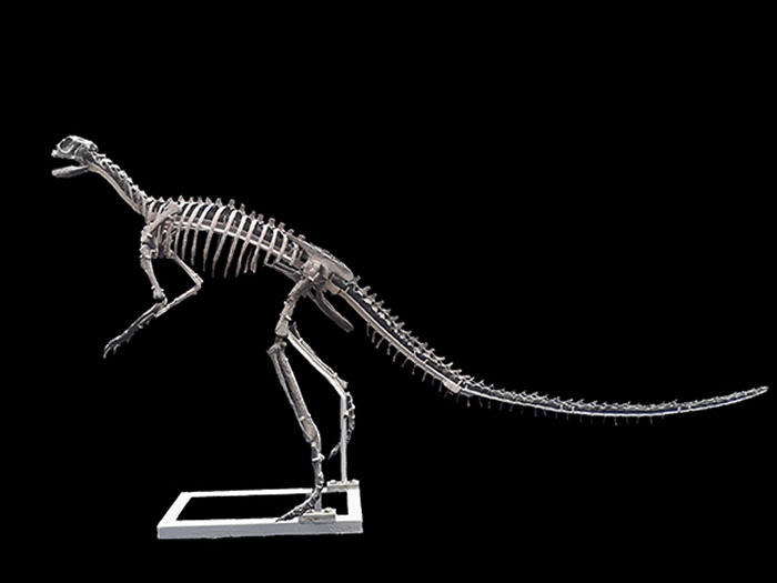 亚洲最早记录：来自中国重庆云阳中侏罗统新田沟组的新鸟臀目恐龙化石