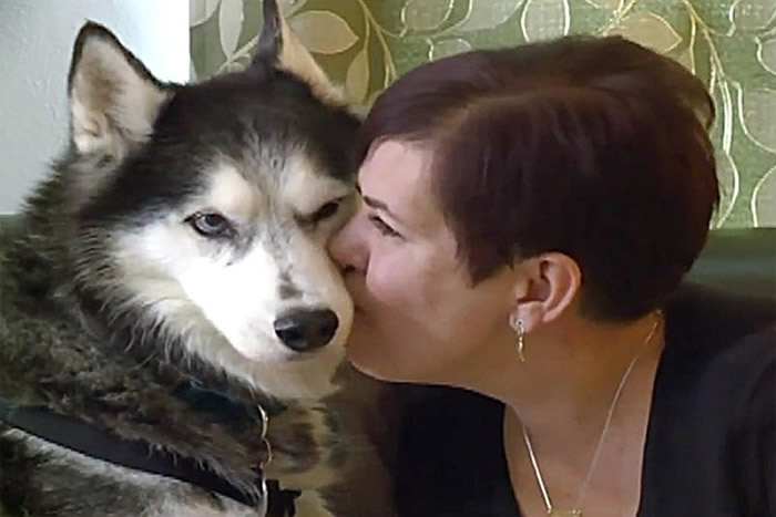美国威斯康辛州雪橇犬Sierra闻出主人卵巢癌四次