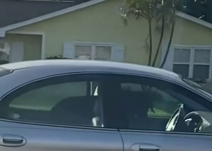美国佛罗里达州一辆汽车不断后退“团团转” 驾驶席上的司机竟然是一只拉布拉多犬
