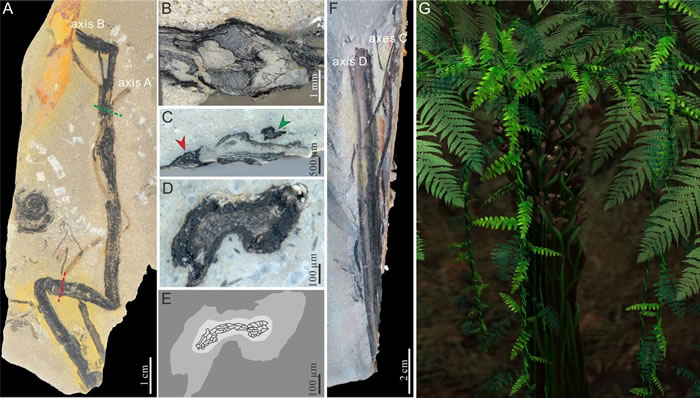 缠绕植物化石及其复原图