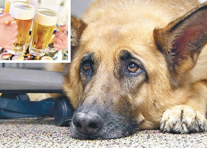 哥斯达黎加酿酒公司与宠物狗社区合作推出专门供宠物狗饮用的啤酒