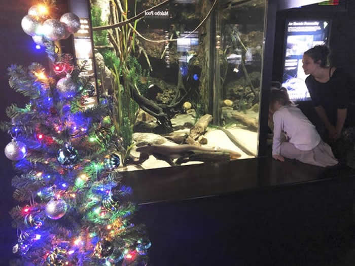 美国田纳西州水族馆的电鳗“发电”点亮圣诞树 心情好还能出现更亮的灯光