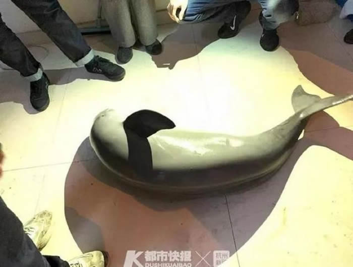 浙江温州男子在市场花1000元买的“面带微笑”的大鱼竟是国家一级保护动物江豚
