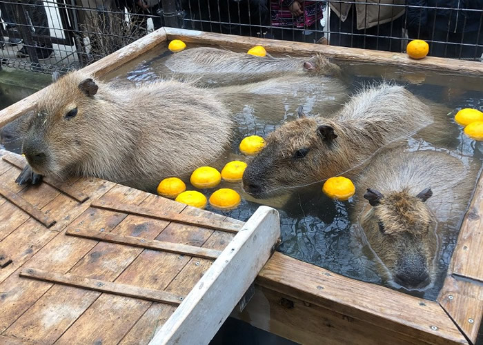 日本动物园为园中动物安排冬至节目