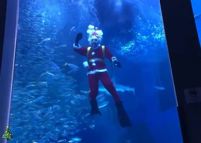 日本神奈川水族馆展开圣诞老人与5万条沙甸鱼及魟鱼共游活动
