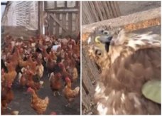 美国伊利诺伊州一只老鹰闯入鸡舍“偷鸡”惨遭围攻 获救后表情“怀疑鸟生”