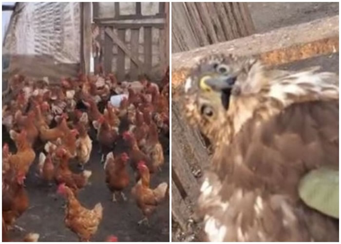 美国伊利诺伊州一只老鹰闯入鸡舍“偷鸡”惨遭围攻 获救后表情“怀疑鸟生”