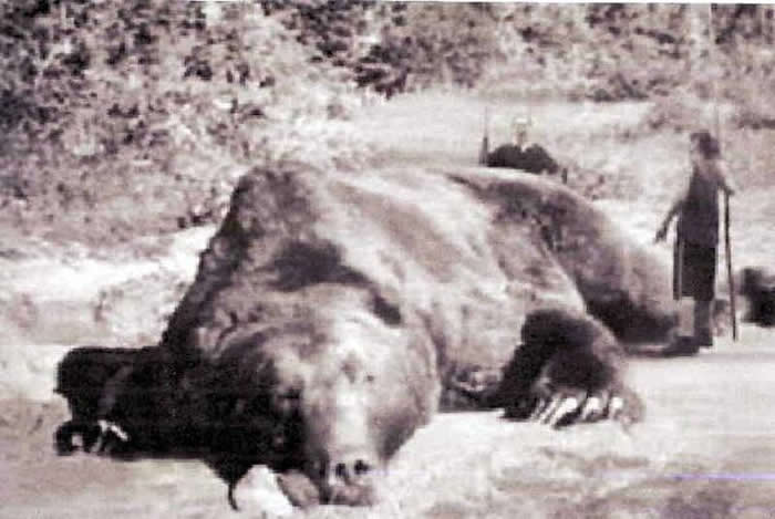 1915年日本“三毛别罴事件”重现？棕熊入侵北海道村落遭大量捕杀