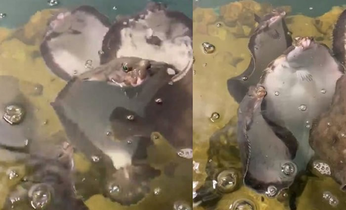 日本“仙台海洋森林水族馆”鲽鱼站着游泳不停吐泡泡