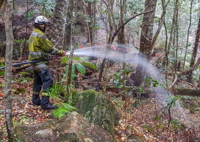 消防员在松树林灌水。