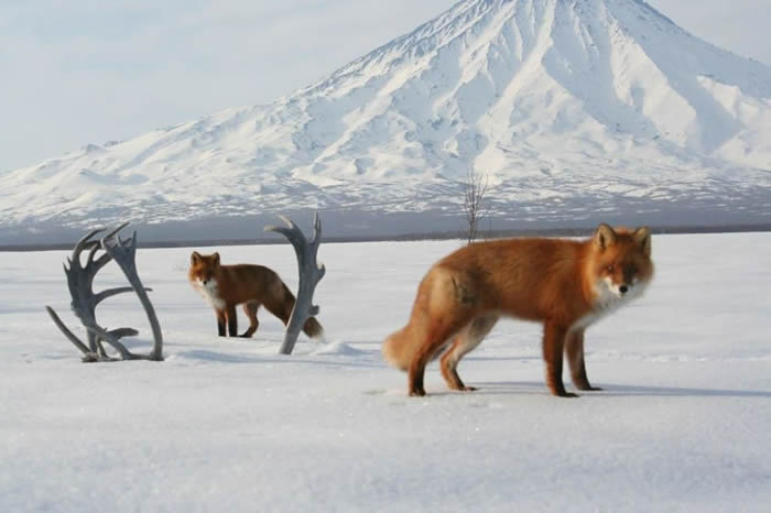 俄罗斯远东“克罗诺茨基”自然保护区发布以脱落鹿角为背景的狐狸照片