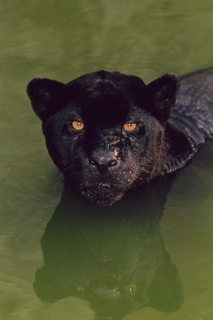 一只黑色美洲豹在巴西游泳。 「黑豹」（black panther）这个专有名词是一个概括性术语，涵盖了14种会有黑化症的野生猫科物种。 PHOTOGRAPH B