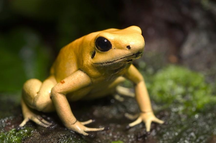 金色箭毒蛙以吃掉小甲虫来取得毒素。 PHOTOGRAPH BY ALBERT LLEAL, MINDEN PICTURES/NAT GEO IMAGE COLL