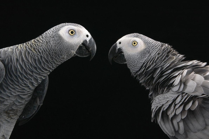 非洲灰鹦鹉是社会关系最复杂的鸟类之一，也由于「能言善道」成为热门宠物。 PHOTOGRAPH BY JOEL SARTORE, NATIONAL GEOGRAP