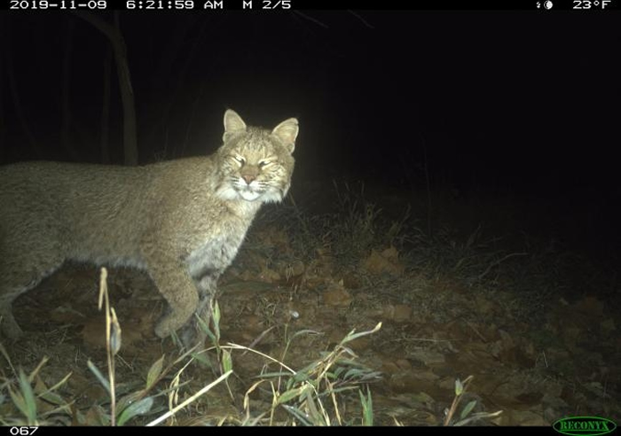 一头截尾猫（Lynx rufus）于2019年11月9日经过华盛顿特区的切萨皮克与俄亥俄运河国家历史公园。 这是近期该城市首次获得证实的截尾猫目击事件。 PHO