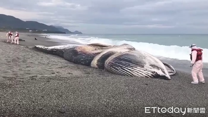 世界第2大动物长须鲸在台东搁浅海滩死亡