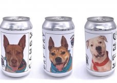 美国佛罗里达州啤酒厂将小狗照片印在啤酒罐上 希望借此帮它们找新家