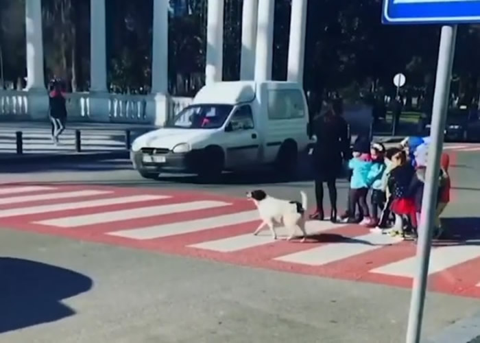 格鲁吉亚流浪狗“Kursha”香肠成守护神 每日在斑马线上“喝”停汽车让学童安全过马路