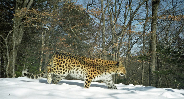 俄罗斯“豹之乡”国家公园将推出观看珍稀猫科动物远东豹游