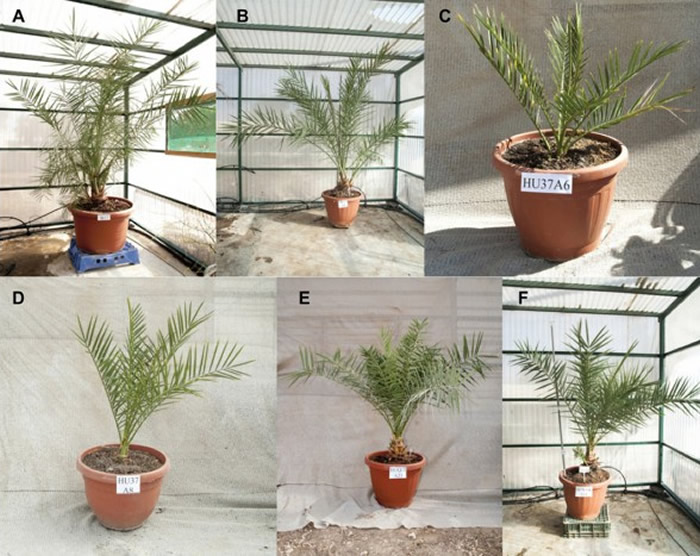 以色列阿拉瓦环境研究所成功培育出在几百年前已经灭绝的朱迪亚椰枣树