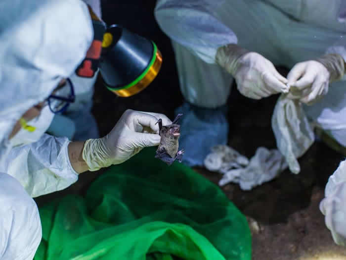 中国南方携带潜在具有传染性冠状病毒的蝙蝠洞穴