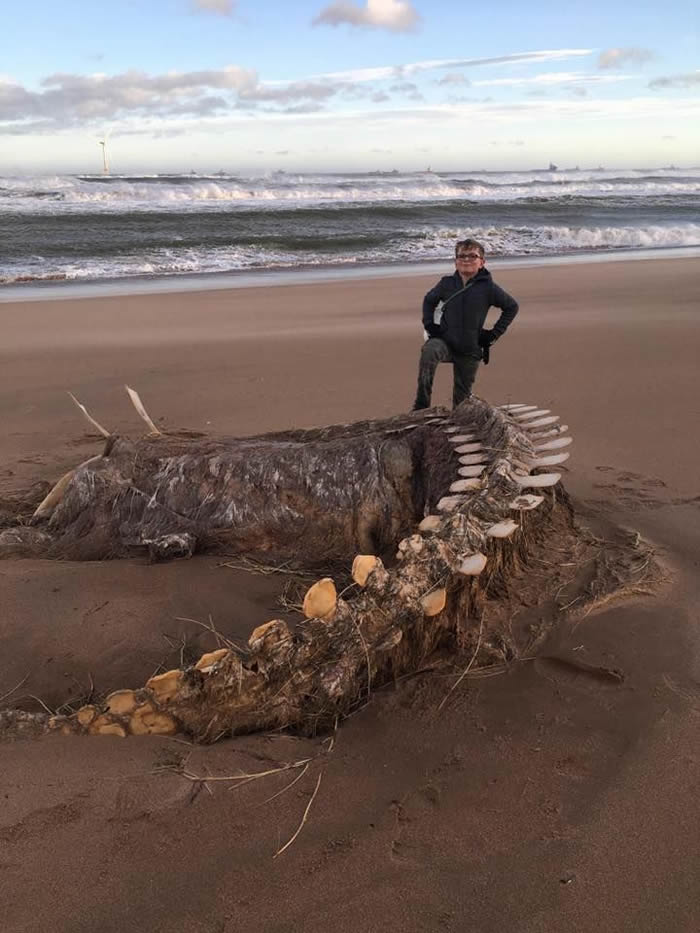席亚拉飓风把神秘海洋生物骨骸带到苏格兰东北海岸