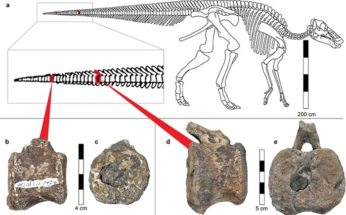 恐龙化石尾巴部分节段有很大的空腔