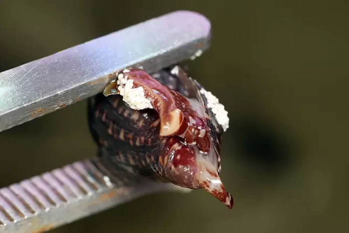 英国男子在家中小丑鱼水族箱中发现剧毒鸡心螺（地纹芋螺） 毒性可让10名成人丧命