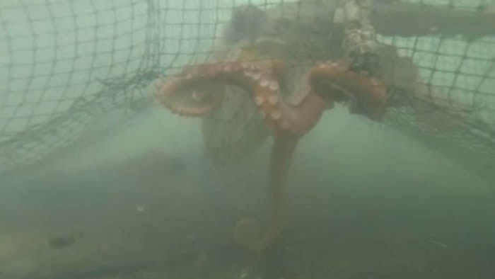 日本网友拿着GoPro潜入海底观察章鱼时被“攻击”