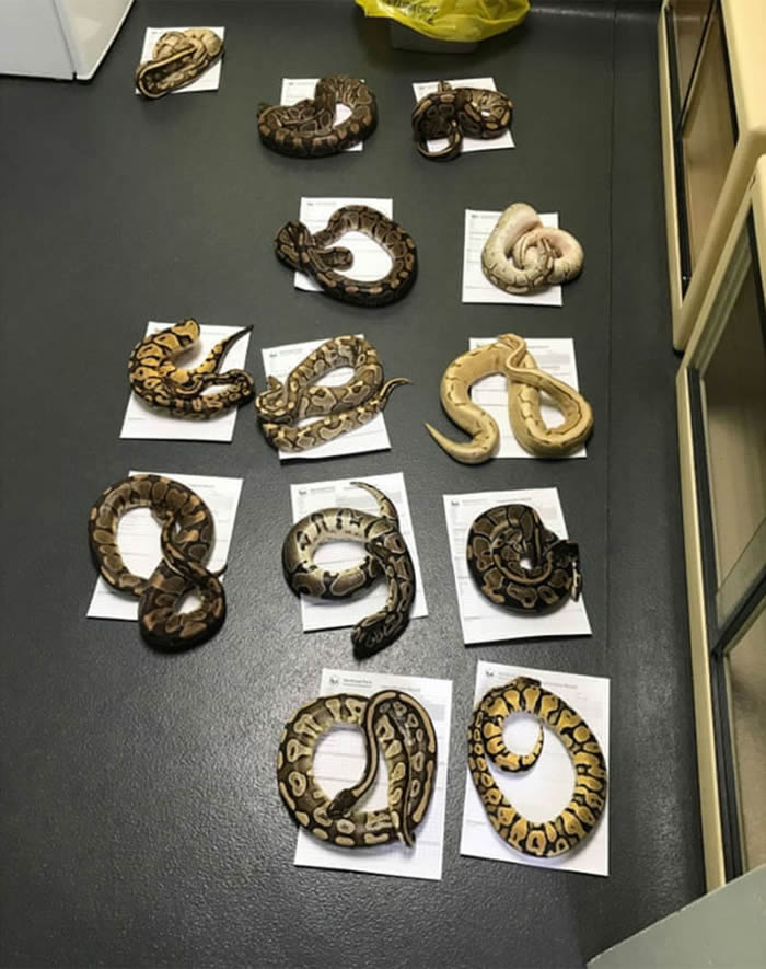 英国桑德兰市发现13条被丢弃的王蟒蛇 几天后在同一地点又发现16条蛇