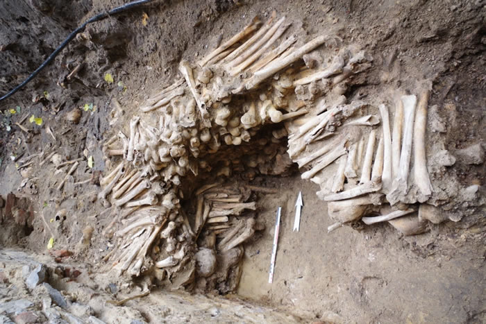 考古学家在比利时根特市圣巴沃大教堂挖掘出令人毛骨悚然的人骨墙