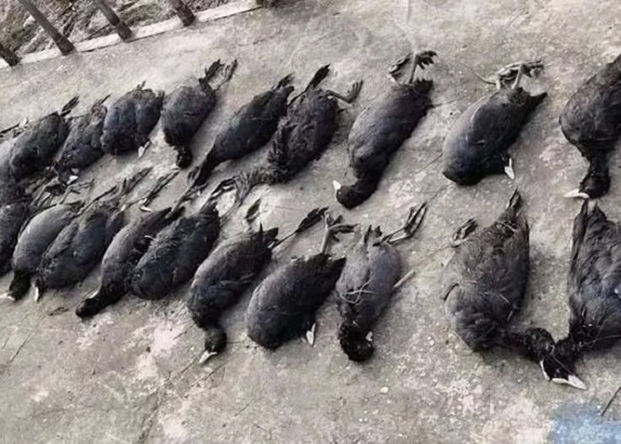 湖北襄阳老河口市2村民涉非法捕猎凤头鷿鷈、螺纹鸭等国家保护动物遭刑拘